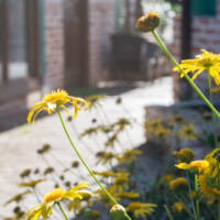 jardines cuidados en complejo de apartamentos pet friendly en llanes